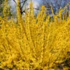 forsythia Forsythia