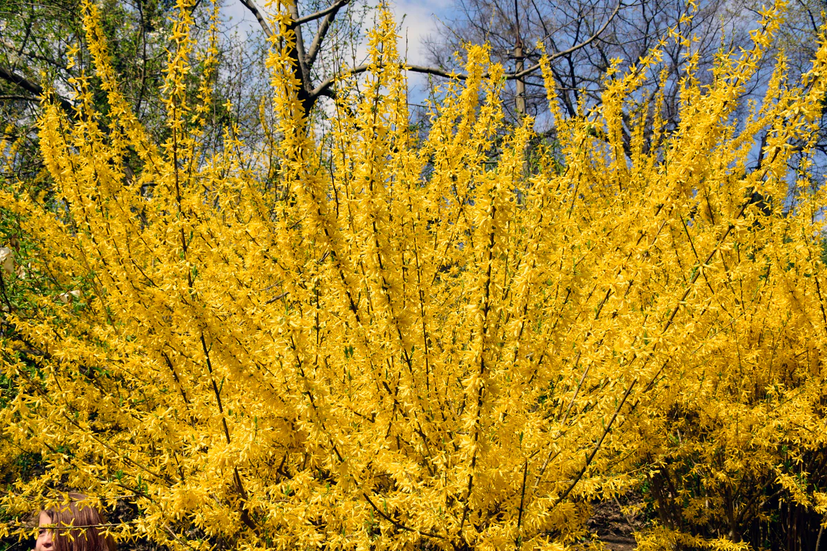 forsythia Forsythia