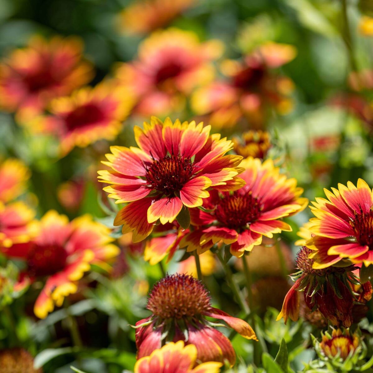 gaillardia-yellow-touch Gaillardia Yellow Touch