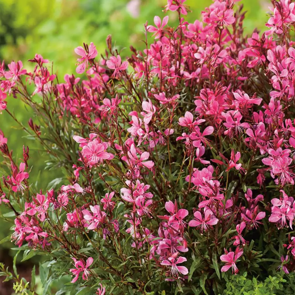 gaura-gaudi-rose Gaura Gaudi Rose