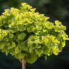 ginkgo-biloba-pa Ginkgo Biloba PA