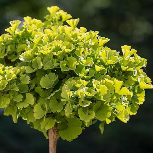 ginkgo-biloba-pa Ginkgo Biloba PA