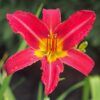 hemerocallis-alan Hemerocallis Alan