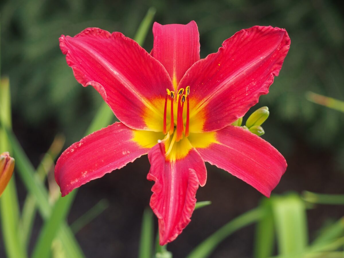 hemerocallis-alan Hemerocallis Alan