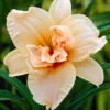 Hemerocallis Double Dream