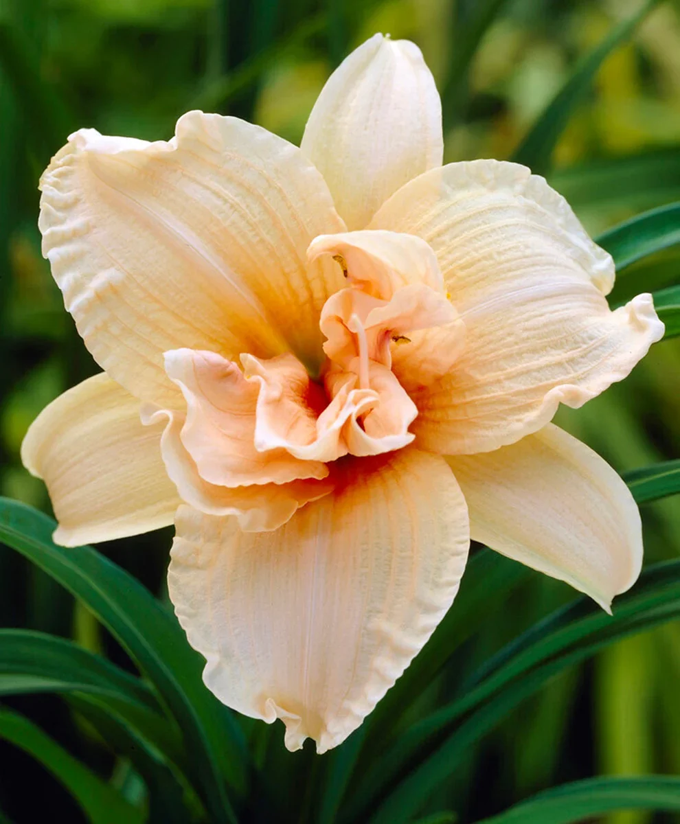 hemerocallis-double-dream Hemerocallis Double Dream