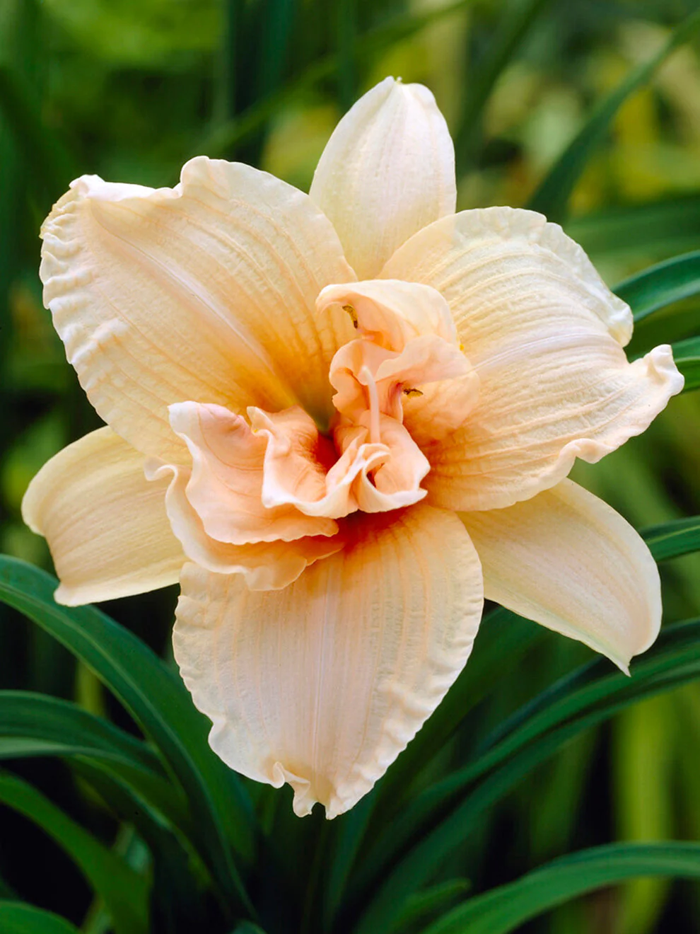 Hemerocallis Double Dream
