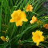 Hemerocallis Stela d`Oro