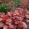 Heuchera Cherry Cola