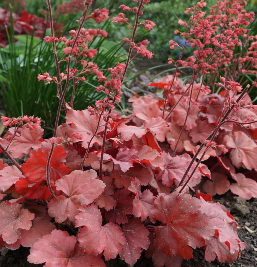 heuchera-cherry-cola Heuchera Cherry Cola