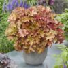 heuchera-marmalade Heuchera Marmalade