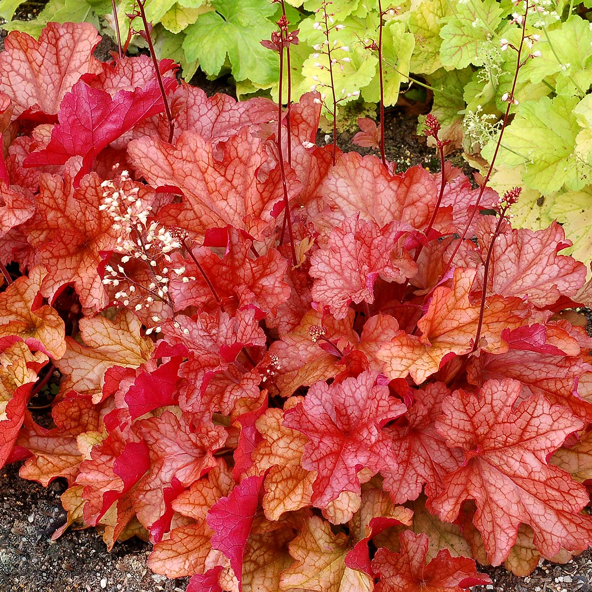 heuchera-paprika Heuchera Paprika