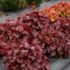 heuchera-rex-red Heuchera Rex Red
