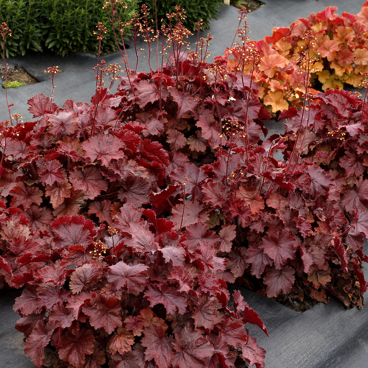 heuchera-rex-red Heuchera Rex Red