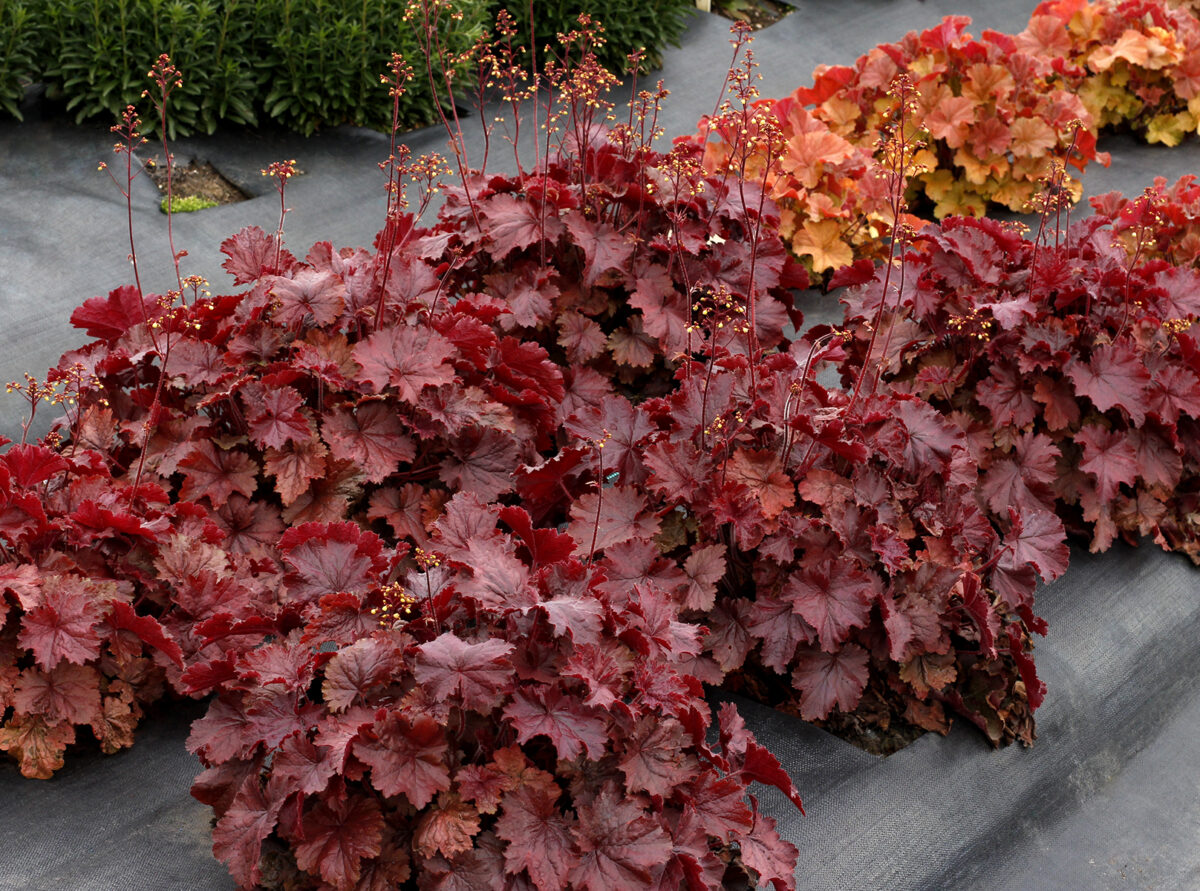 heuchera-rex-red Heuchera Rex Red
