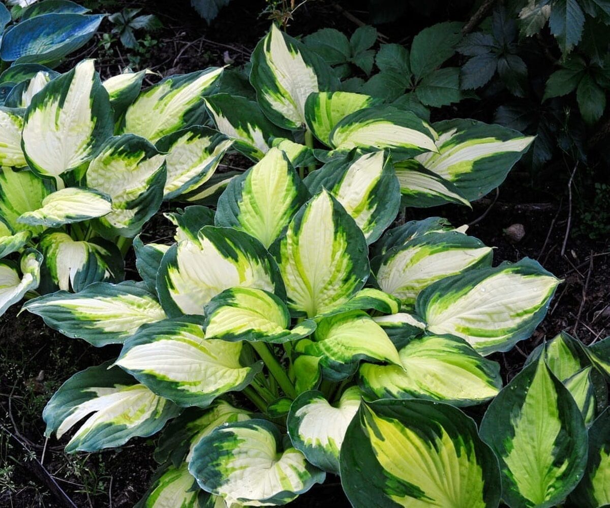 Hosta Color Festival