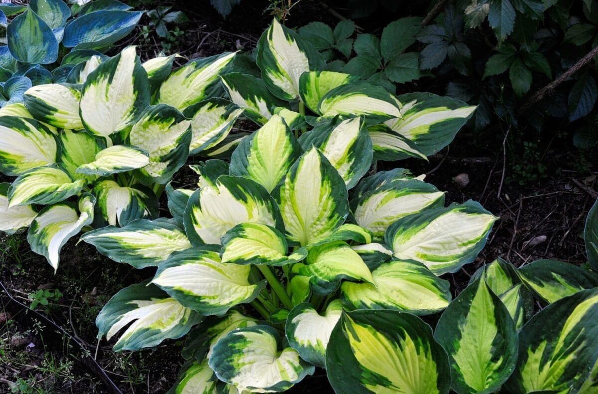 hosta-color-festival Hosta Color Festival