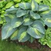 Hosta Dream Queen