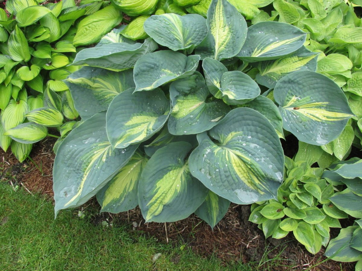 Hosta Dream Queen