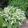 hosta-fire-ice Hosta Fire & Ice