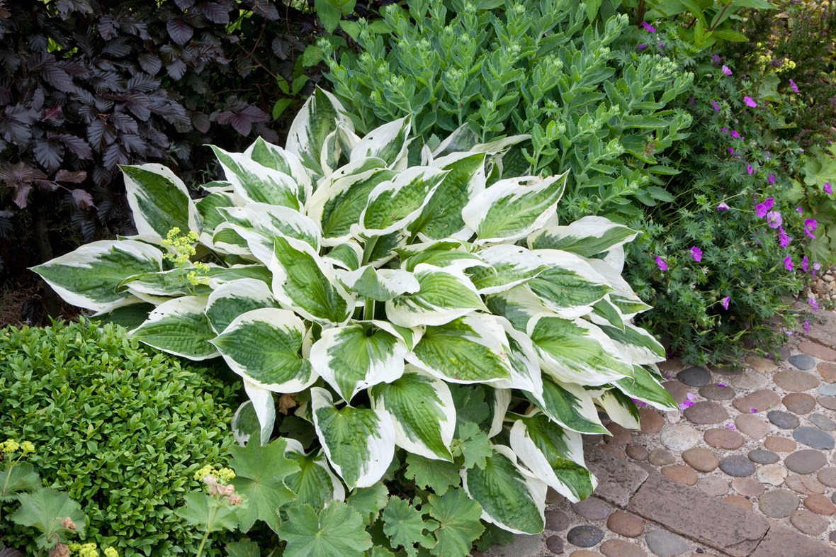 Hosta Fire & Ice