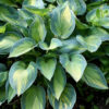 Hosta Great Expectations
