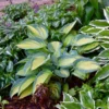 Hosta Great Expectations