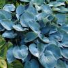hosta-hadspen-blue Hosta Hadspen Blue