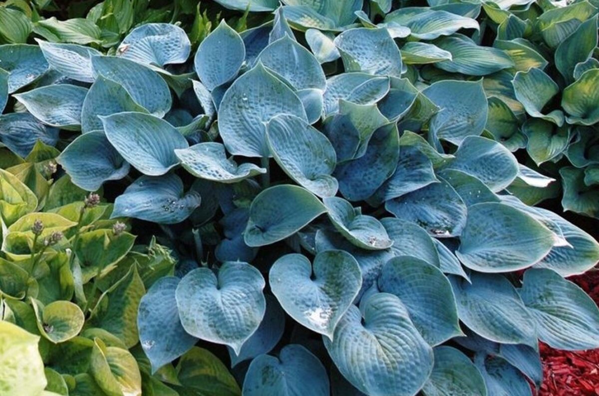 hosta-hadspen-blue Hosta Hadspen Blue