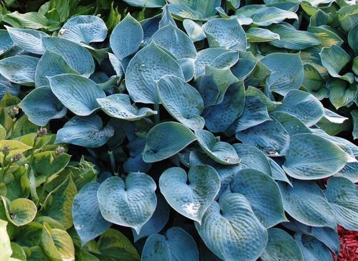Hosta Hadspen Blue