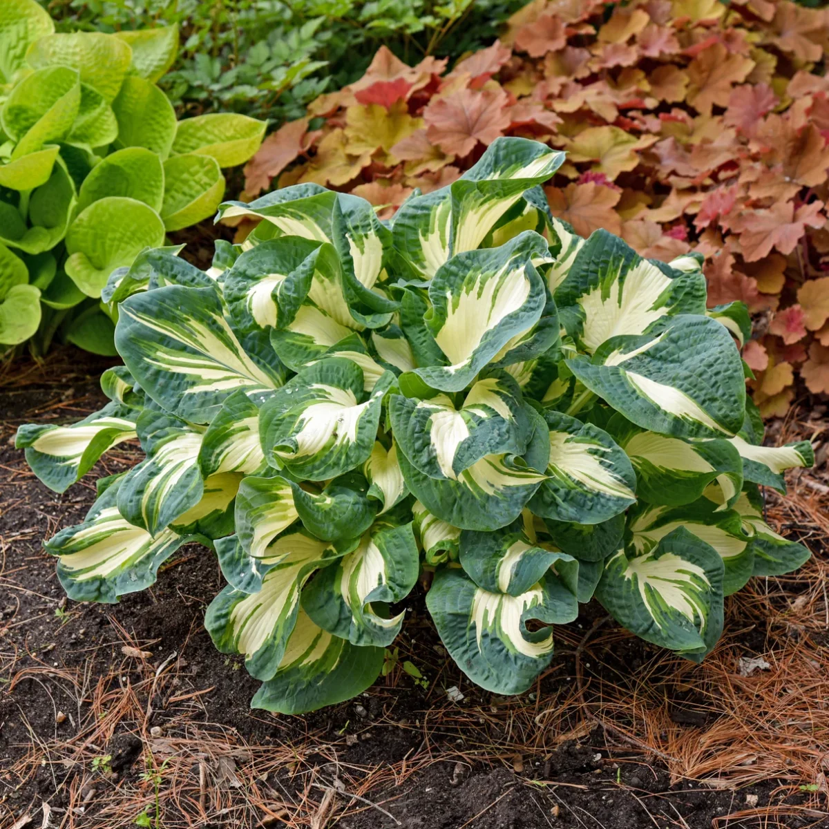 Hosta Hans