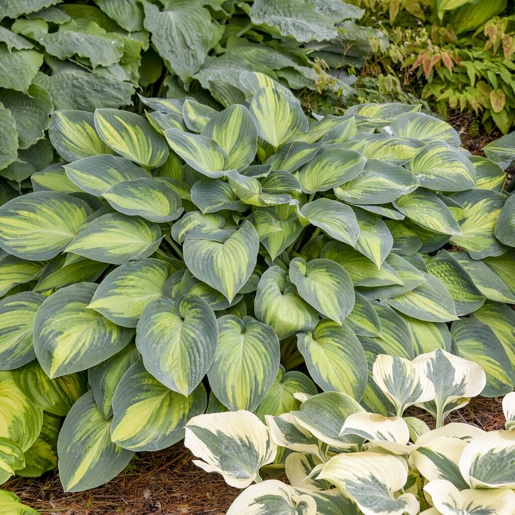 Hosta June