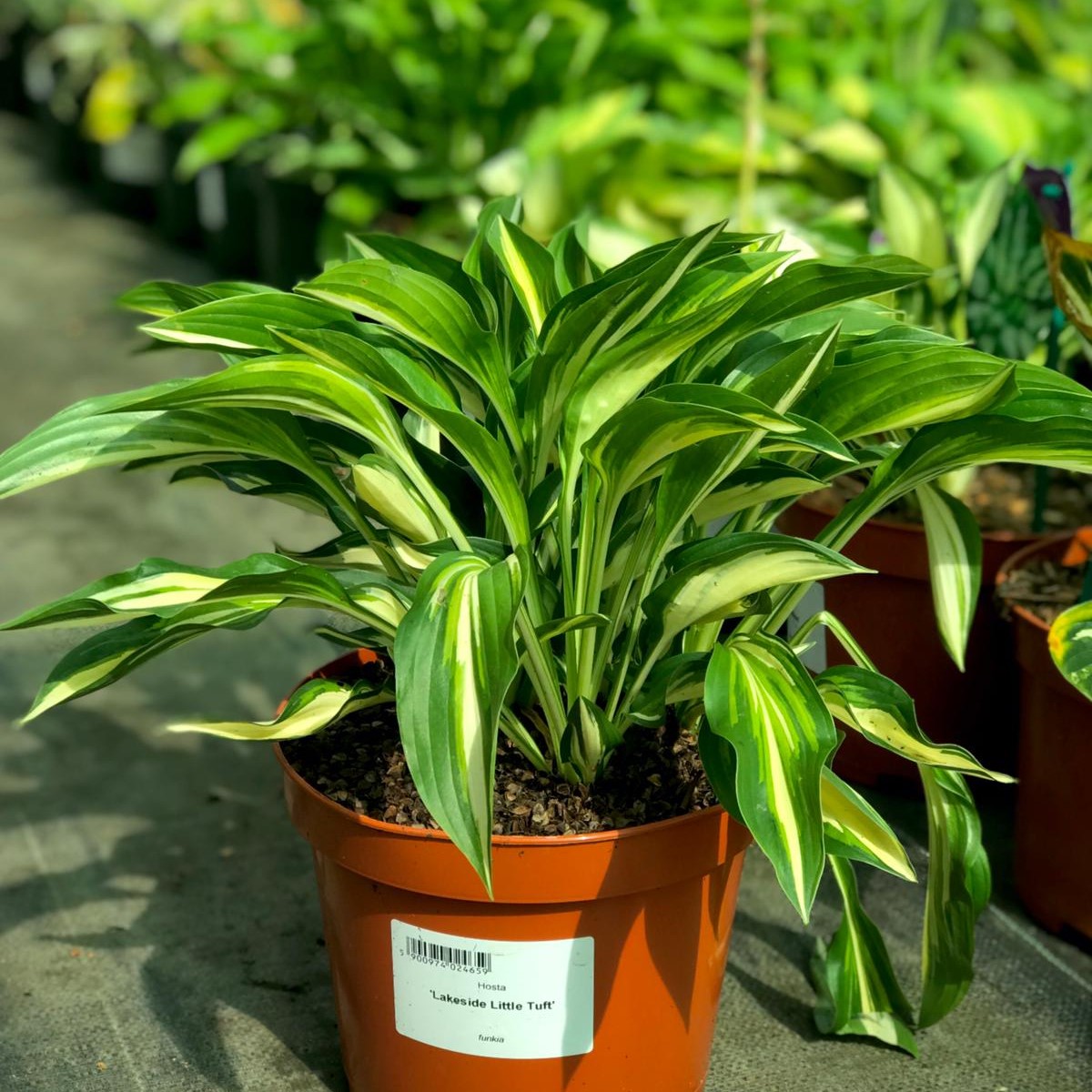 Hosta Lakeside Little Tuft