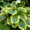 hosta-liberty Hosta Liberty