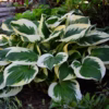 Hosta Minuteman