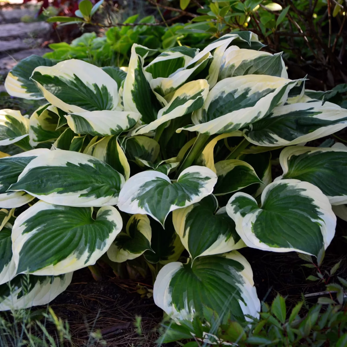 Hosta Minuteman