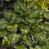 hosta-paisley-border Hosta Paisley Border