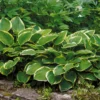 hosta-pathfinder Hosta Pathfinder