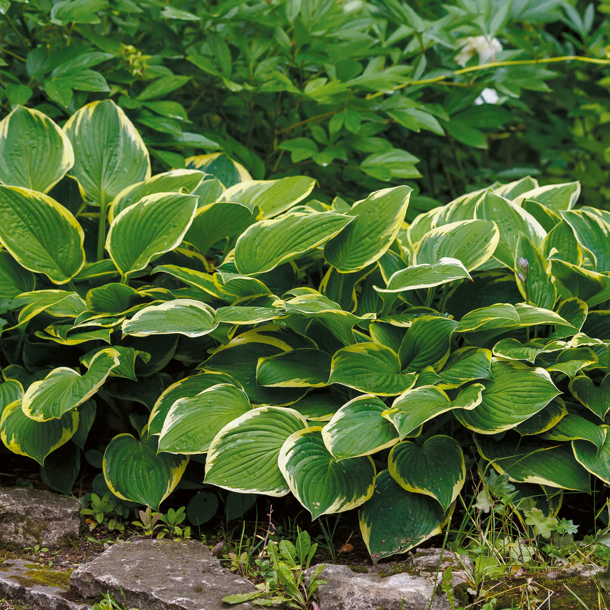 Hosta Pathfinder