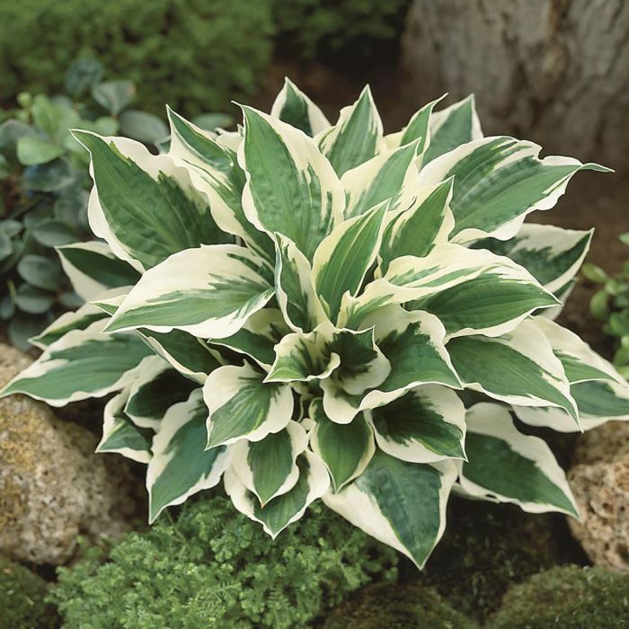Hosta Patriot