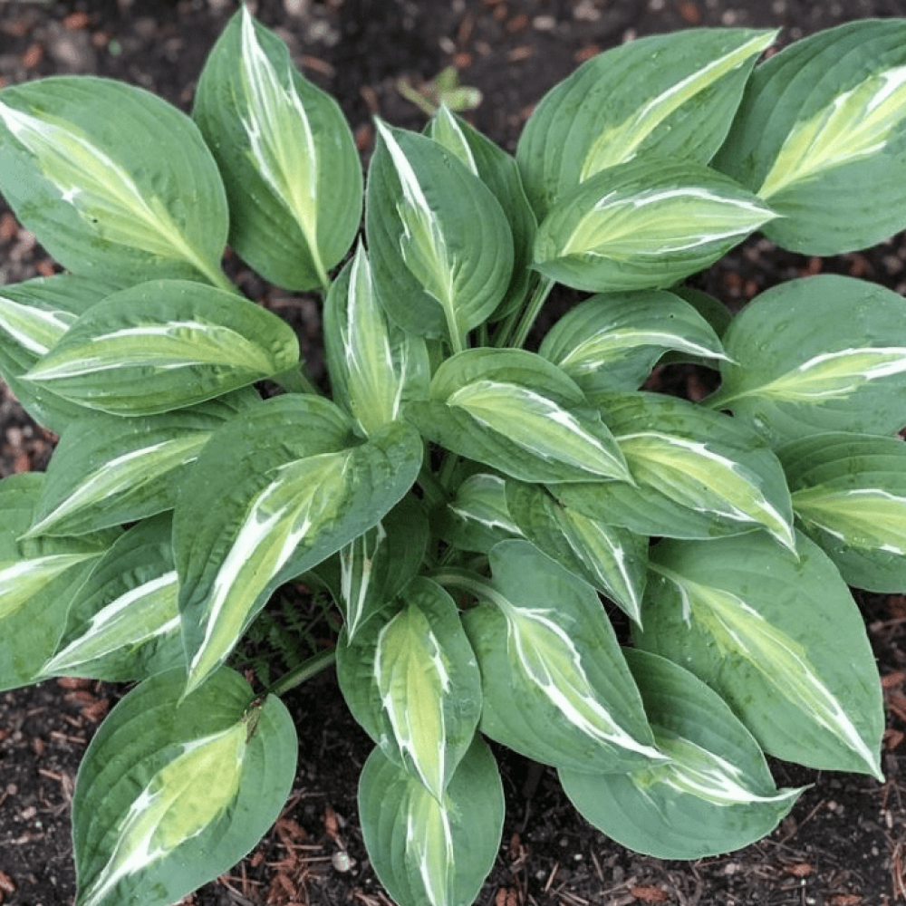 Hosta Snake Eyes