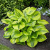 hosta-summer-breeze Hosta Summer Breeze