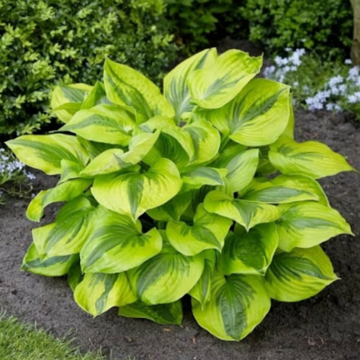 Hosta Summer Breeze