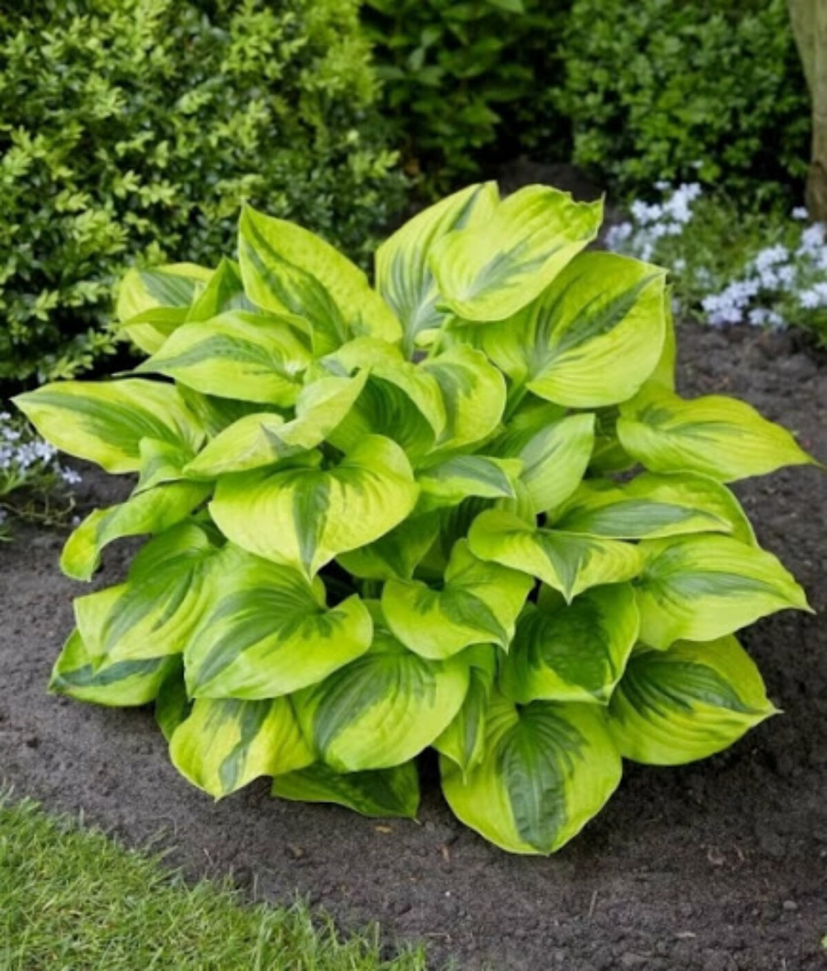 hosta-summer-breeze Hosta Summer Breeze