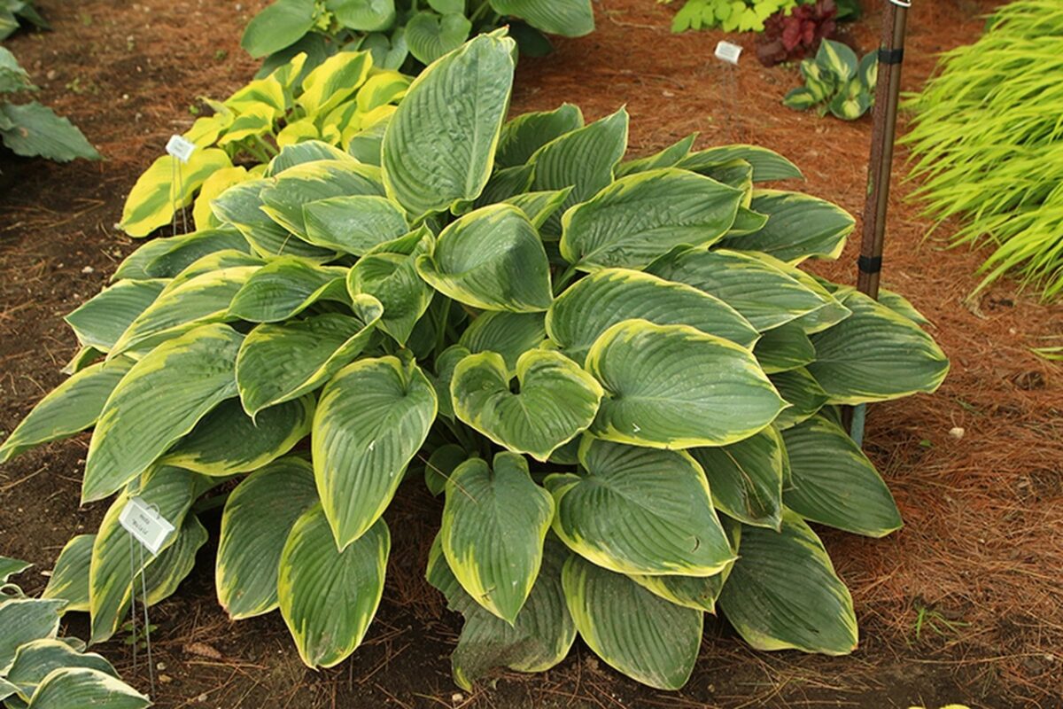 hosta-wu-la-la Hosta Wu La La