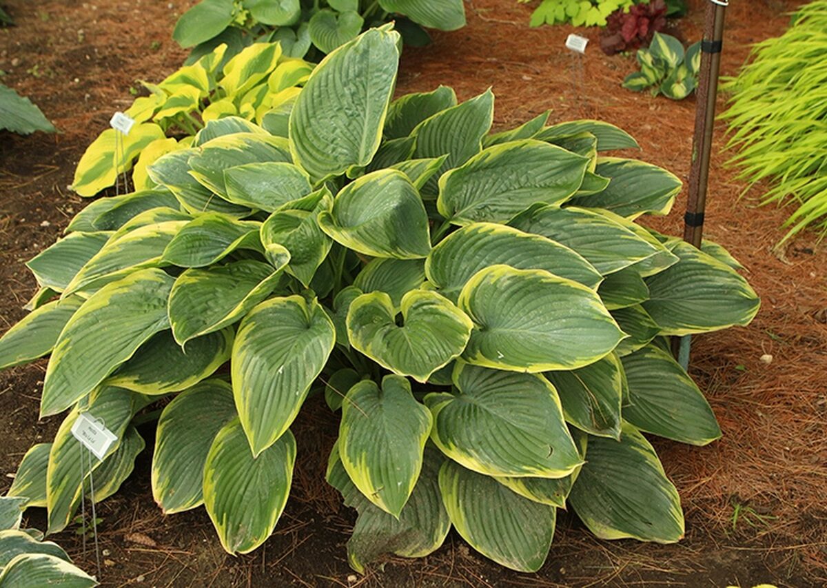 hosta-wu-la-la Hosta Wu La La