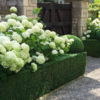 hydrangea-annabelle-01 Hydrangea arborescens Annabelle