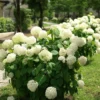 hydrangea-annabelle Hydrangea arborescens Annabelle
