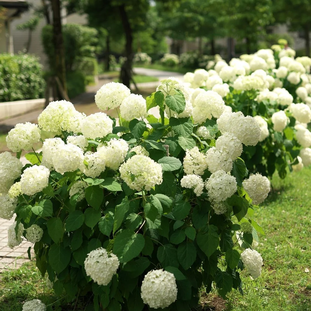 Hydrangea arborescens Annabelle
