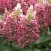 Hydrangea paniculata Candlelight pe picior